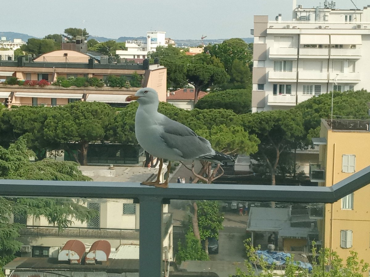 Gabbiano a Riccione
